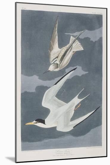Illustration from 'Birds of America', 1827-38-John James Audubon-Mounted Giclee Print
