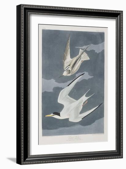 Illustration from 'Birds of America', 1827-38-John James Audubon-Framed Giclee Print