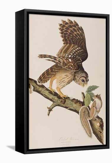 Illustration from 'Birds of America' by John James Audubon, 1827-38-John James Audubon-Framed Premier Image Canvas