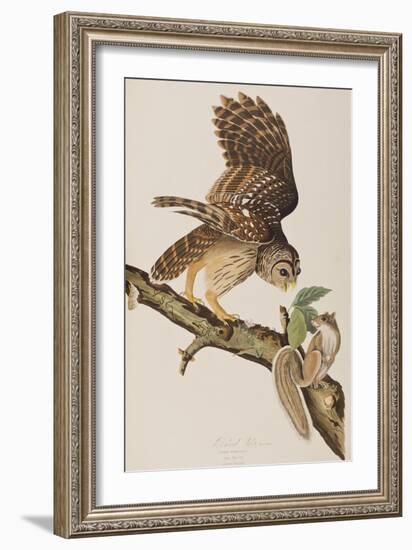 Illustration from 'Birds of America' by John James Audubon, 1827-38-John James Audubon-Framed Giclee Print