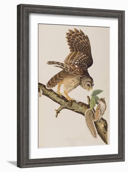 Illustration from 'Birds of America' by John James Audubon, 1827-38-John James Audubon-Framed Giclee Print