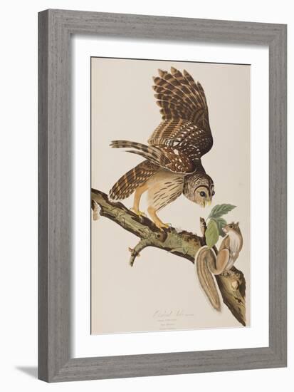 Illustration from 'Birds of America' by John James Audubon, 1827-38-John James Audubon-Framed Giclee Print