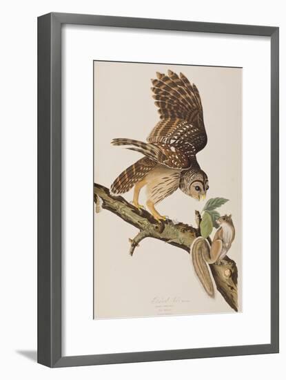 Illustration from 'Birds of America' by John James Audubon, 1827-38-John James Audubon-Framed Giclee Print