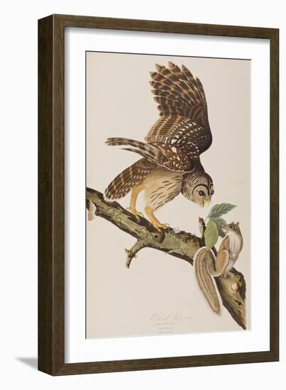 Illustration from 'Birds of America' by John James Audubon, 1827-38-John James Audubon-Framed Giclee Print