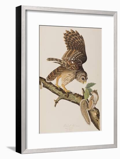 Illustration from 'Birds of America' by John James Audubon, 1827-38-John James Audubon-Framed Giclee Print