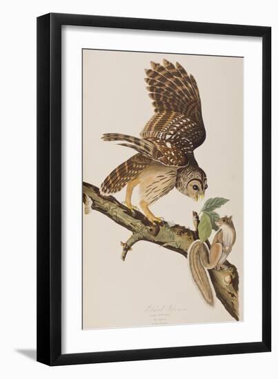 Illustration from 'Birds of America' by John James Audubon, 1827-38-John James Audubon-Framed Giclee Print