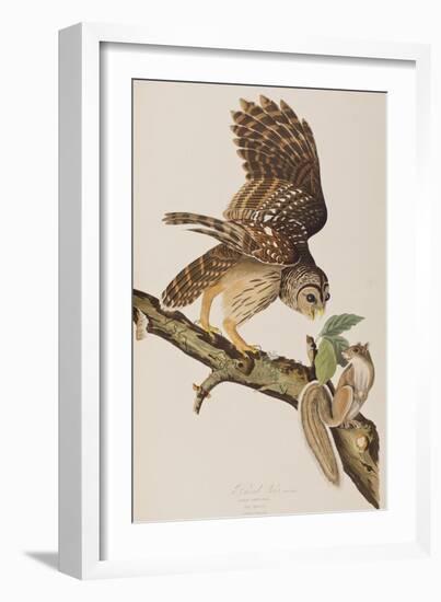 Illustration from 'Birds of America' by John James Audubon, 1827-38-John James Audubon-Framed Giclee Print