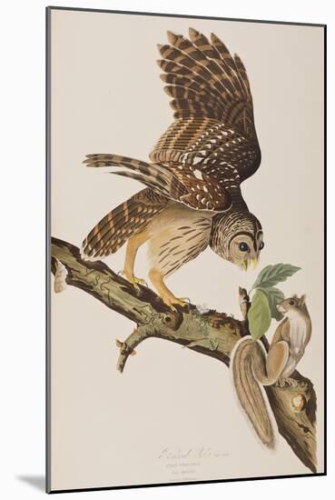 Illustration from 'Birds of America' by John James Audubon, 1827-38-John James Audubon-Mounted Giclee Print