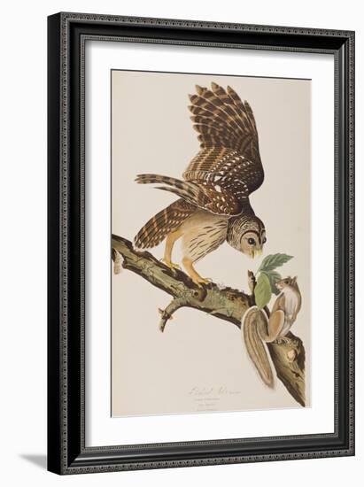 Illustration from 'Birds of America' by John James Audubon, 1827-38-John James Audubon-Framed Giclee Print