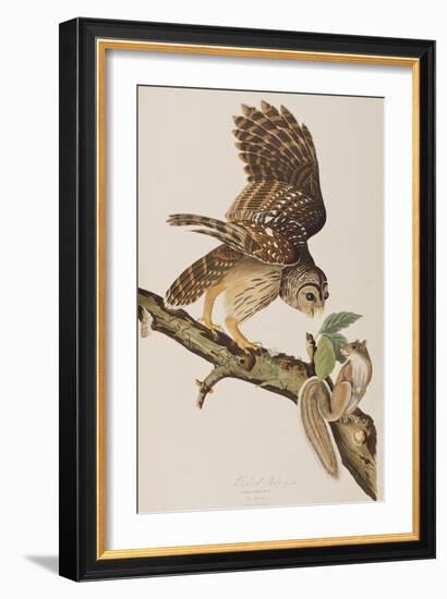 Illustration from 'Birds of America' by John James Audubon, 1827-38-John James Audubon-Framed Giclee Print