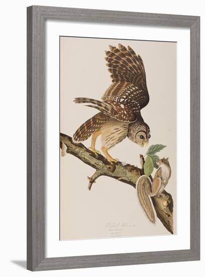 Illustration from 'Birds of America' by John James Audubon, 1827-38-John James Audubon-Framed Giclee Print