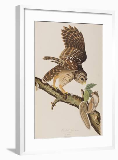 Illustration from 'Birds of America' by John James Audubon, 1827-38-John James Audubon-Framed Giclee Print