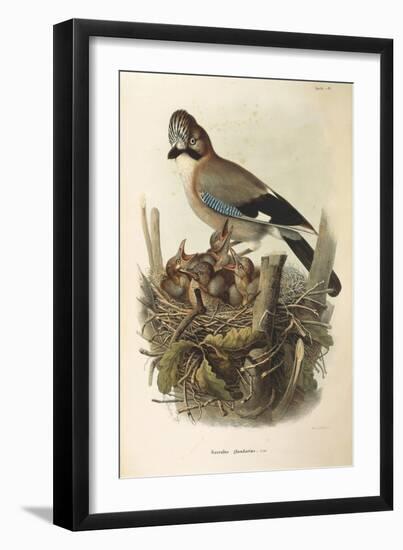 Illustration from Eugenio BettoniS Natural History of Birds That Nest in Lombardy Representing Eura-null-Framed Giclee Print