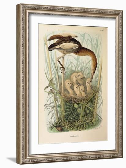 Illustration from Eugenio BettoniS Natural History of Birds That Nest in Lombardy Representing Litt-null-Framed Giclee Print