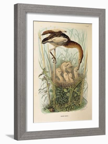 Illustration from Eugenio BettoniS Natural History of Birds That Nest in Lombardy Representing Litt-null-Framed Giclee Print