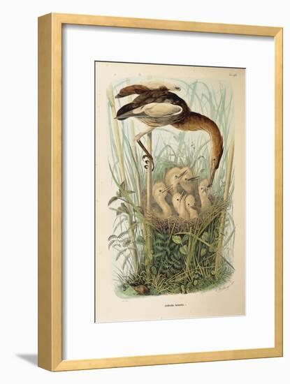 Illustration from Eugenio BettoniS Natural History of Birds That Nest in Lombardy Representing Litt-null-Framed Giclee Print