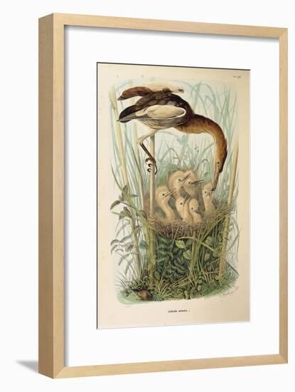 Illustration from Eugenio BettoniS Natural History of Birds That Nest in Lombardy Representing Litt-null-Framed Giclee Print