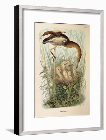 Illustration from Eugenio BettoniS Natural History of Birds That Nest in Lombardy Representing Litt-null-Framed Giclee Print