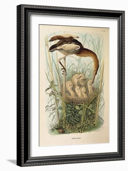 Illustration from Eugenio BettoniS Natural History of Birds That Nest in Lombardy Representing Litt-null-Framed Giclee Print