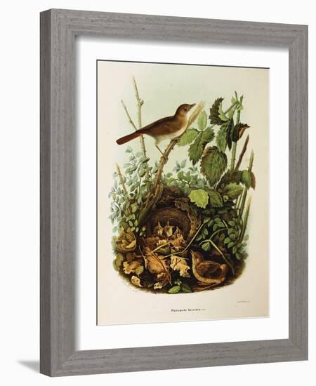 Illustration from Eugenio BettoniS Natural History of Birds That Nest in Lombardy Representing Nigh-null-Framed Giclee Print