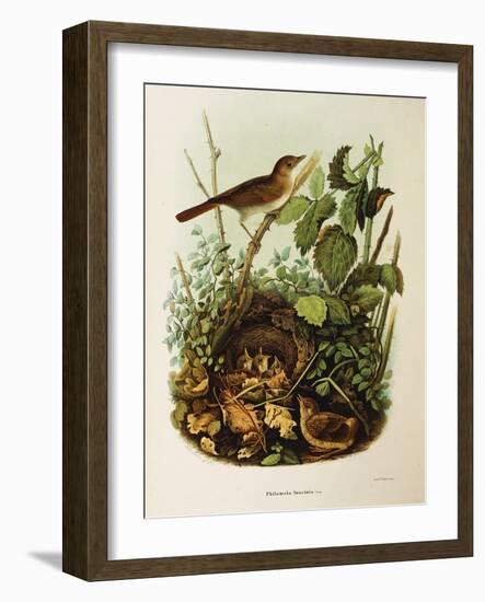 Illustration from Eugenio BettoniS Natural History of Birds That Nest in Lombardy Representing Nigh-null-Framed Giclee Print