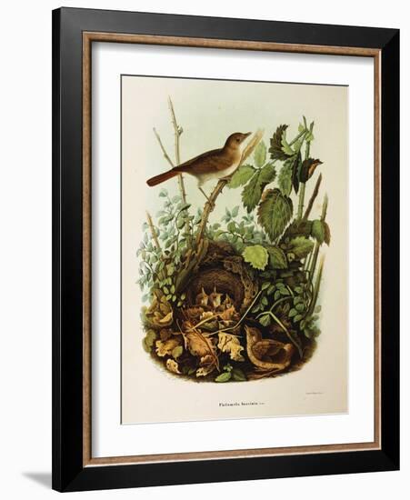 Illustration from Eugenio BettoniS Natural History of Birds That Nest in Lombardy Representing Nigh-null-Framed Giclee Print