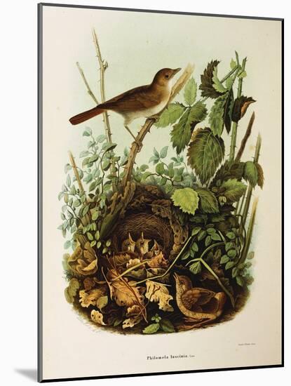 Illustration from Eugenio BettoniS Natural History of Birds That Nest in Lombardy Representing Nigh-null-Mounted Giclee Print