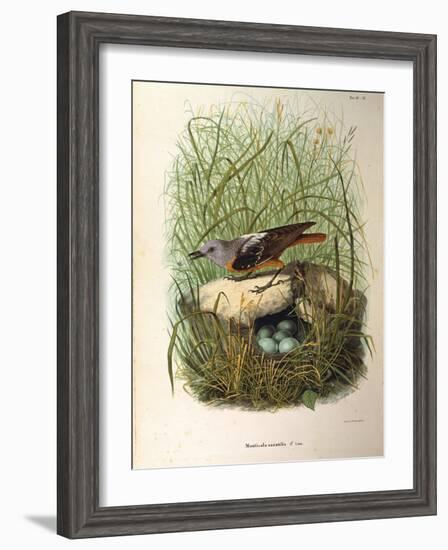 Illustration from Eugenio BettoniS Natural History of Birds That Nest in Lombardy Representing Rock-null-Framed Giclee Print