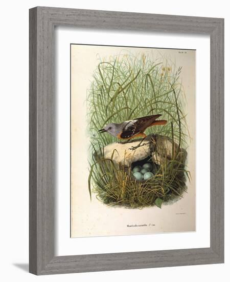 Illustration from Eugenio BettoniS Natural History of Birds That Nest in Lombardy Representing Rock-null-Framed Giclee Print