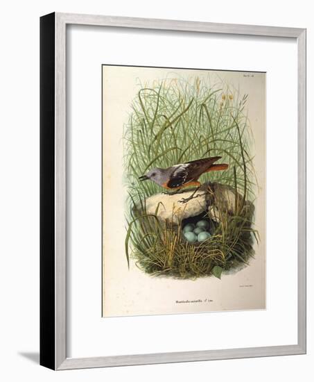 Illustration from Eugenio BettoniS Natural History of Birds That Nest in Lombardy Representing Rock-null-Framed Giclee Print