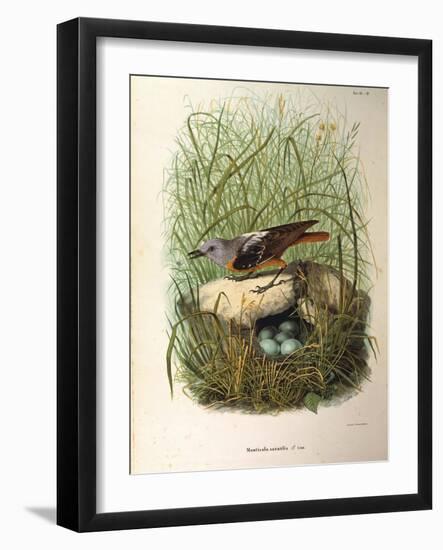 Illustration from Eugenio BettoniS Natural History of Birds That Nest in Lombardy Representing Rock-null-Framed Giclee Print