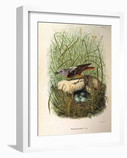 Illustration from Eugenio BettoniS Natural History of Birds That Nest in Lombardy Representing Rock-null-Framed Giclee Print