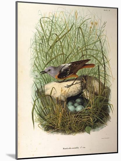Illustration from Eugenio BettoniS Natural History of Birds That Nest in Lombardy Representing Rock-null-Mounted Giclee Print