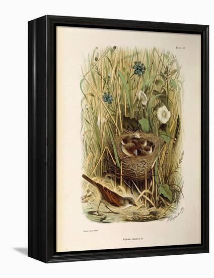 Illustration from Eugenio BettoniS Natural History of Birds That Nest in Lombardy Representing Whit-null-Framed Premier Image Canvas