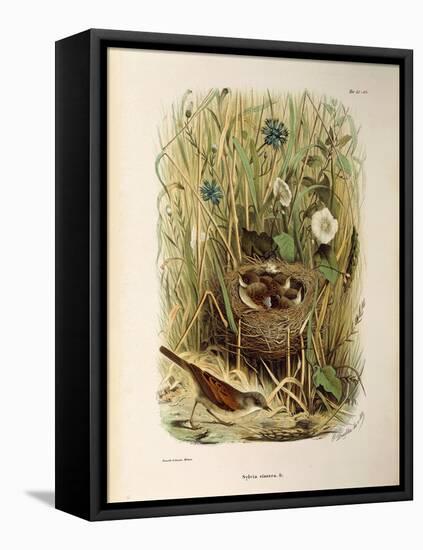 Illustration from Eugenio BettoniS Natural History of Birds That Nest in Lombardy Representing Whit-null-Framed Premier Image Canvas