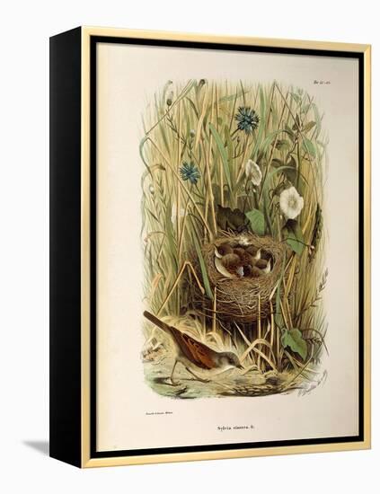 Illustration from Eugenio BettoniS Natural History of Birds That Nest in Lombardy Representing Whit-null-Framed Premier Image Canvas