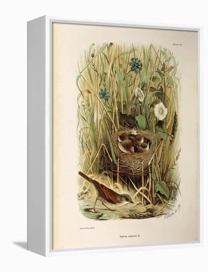 Illustration from Eugenio BettoniS Natural History of Birds That Nest in Lombardy Representing Whit-null-Framed Premier Image Canvas