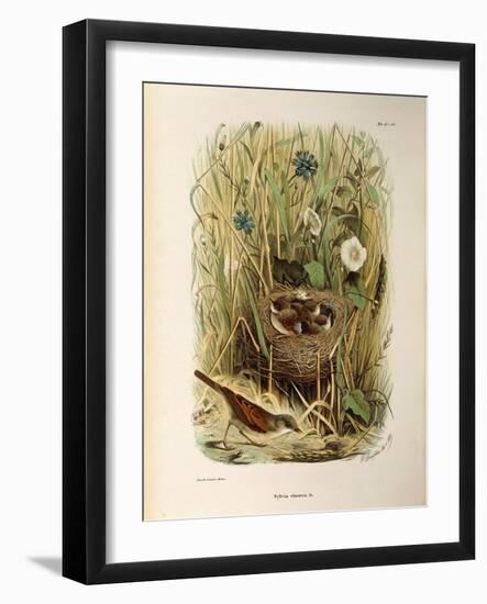 Illustration from Eugenio BettoniS Natural History of Birds That Nest in Lombardy Representing Whit-null-Framed Giclee Print