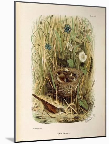 Illustration from Eugenio BettoniS Natural History of Birds That Nest in Lombardy Representing Whit-null-Mounted Giclee Print