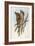 Illustration from John GouldS The Birds of Australia Representing Tawny Frogmouth Podargus Strigoid-null-Framed Giclee Print