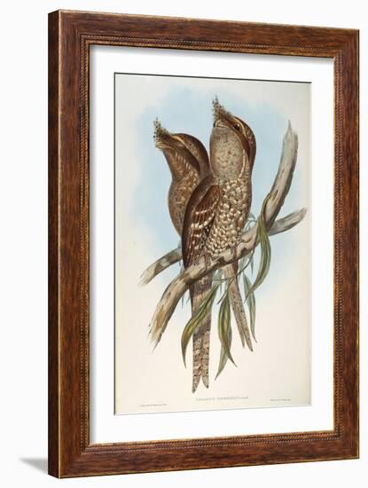 Illustration from John GouldS The Birds of Australia Representing Tawny Frogmouth Podargus Strigoid-null-Framed Giclee Print