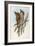 Illustration from John GouldS The Birds of Australia Representing Tawny Frogmouth Podargus Strigoid-null-Framed Giclee Print