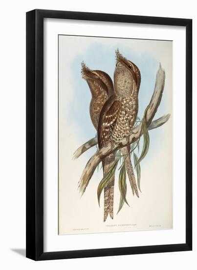 Illustration from John GouldS The Birds of Australia Representing Tawny Frogmouth Podargus Strigoid-null-Framed Giclee Print