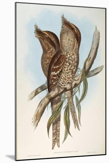 Illustration from John GouldS The Birds of Australia Representing Tawny Frogmouth Podargus Strigoid-null-Mounted Giclee Print