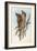 Illustration from John GouldS The Birds of Australia Representing Tawny Frogmouth Podargus Strigoid-null-Framed Giclee Print