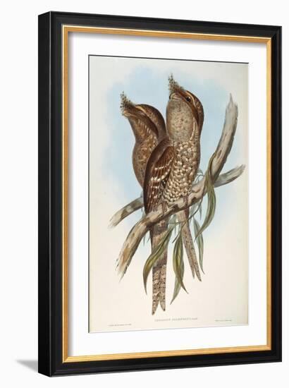 Illustration from John GouldS The Birds of Australia Representing Tawny Frogmouth Podargus Strigoid-null-Framed Giclee Print