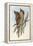 Illustration from John GouldS The Birds of Australia Representing Tawny Frogmouth Podargus Strigoid-null-Framed Premier Image Canvas