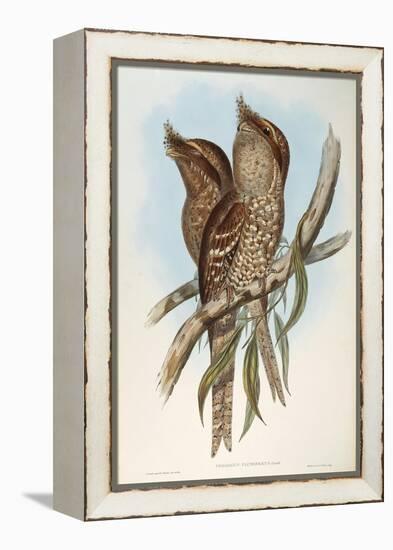 Illustration from John GouldS The Birds of Australia Representing Tawny Frogmouth Podargus Strigoid-null-Framed Premier Image Canvas