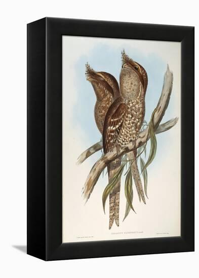 Illustration from John GouldS The Birds of Australia Representing Tawny Frogmouth Podargus Strigoid-null-Framed Premier Image Canvas