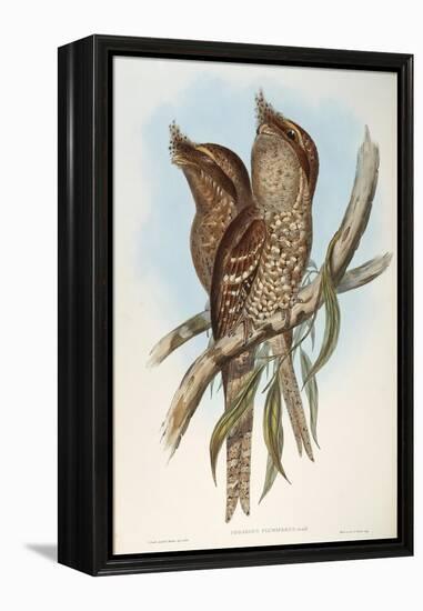 Illustration from John GouldS The Birds of Australia Representing Tawny Frogmouth Podargus Strigoid-null-Framed Premier Image Canvas